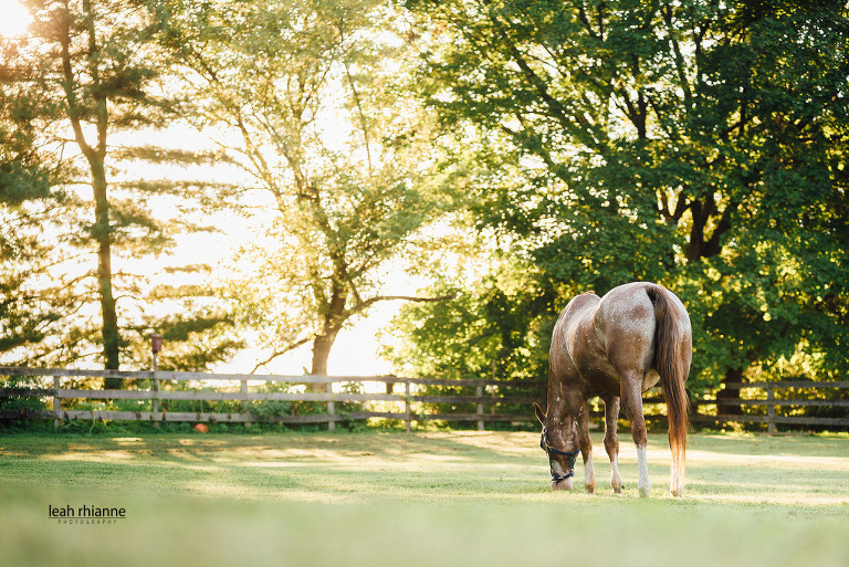 Leah Rhianne Photography, Horse Farm, Engagement Session